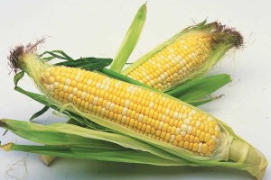 玉米是什么形状？玉米的种植特点有哪些？
