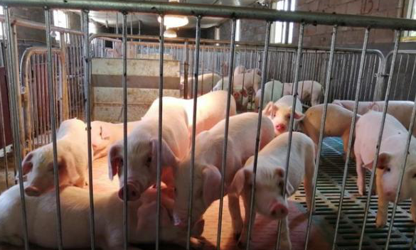 4月猪企销量同比大幅提升！但出栏体重正在拖垮猪价……
